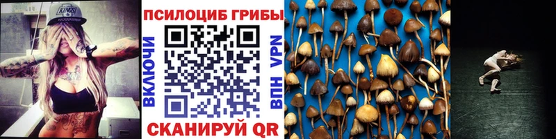 Псилоцибиновые грибы Cubensis  продажа наркотиков  Шилка 